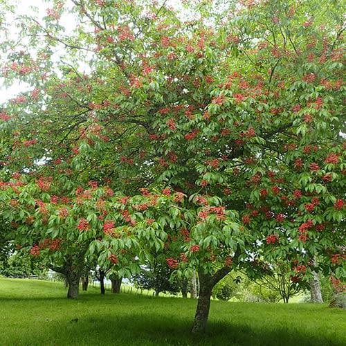 Aesculus pavia