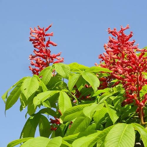 Aesculus pavia