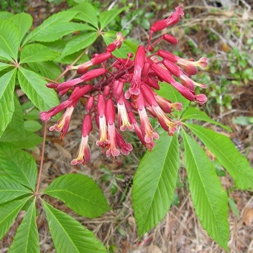 Aesculus pavia