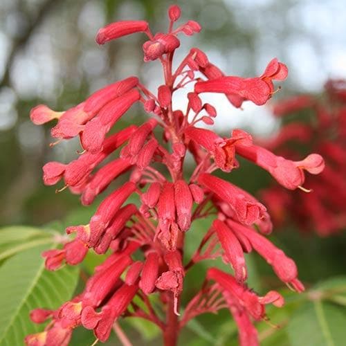Aesculus pavia
