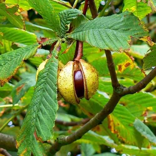 Aesculus hippocastanum - Horse Chestnut - Future Forests