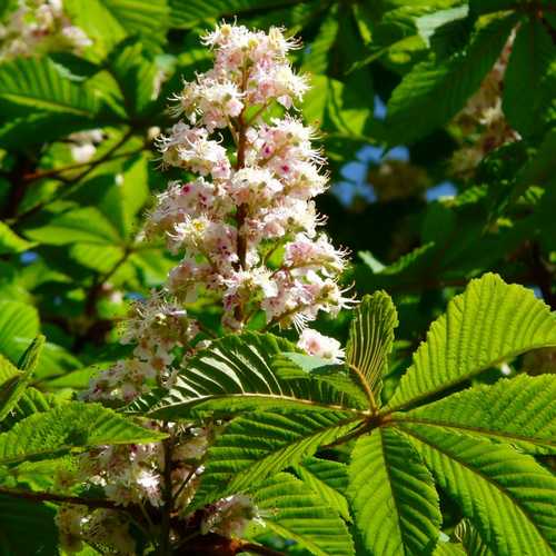 Aesculus hippocastanum - Horse Chestnut - Future Forests