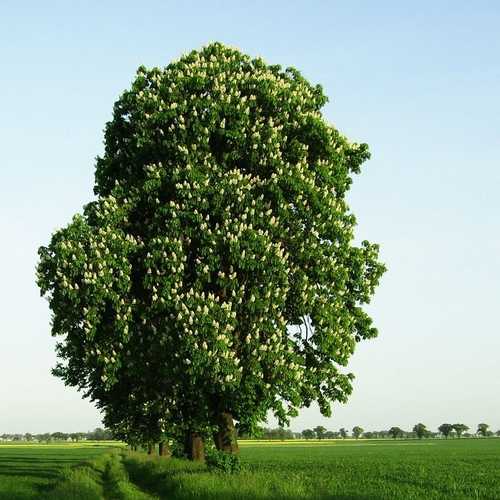 Aesculus hippocastanum - Horse Chestnut - Future Forests