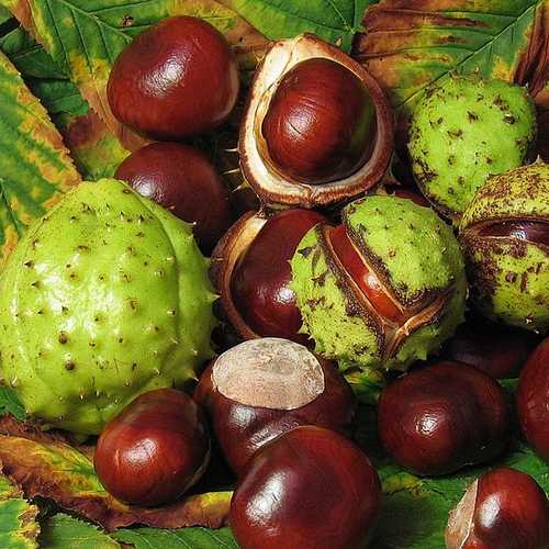 Aesculus hippocastanum - Horse Chestnut - Future Forests