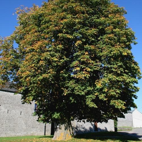 Aesculus hippocastanum - Horse Chestnut - Future Forests