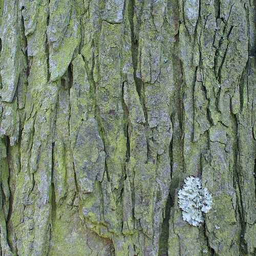 Aesculus hippocastanum - Horse Chestnut - Future Forests