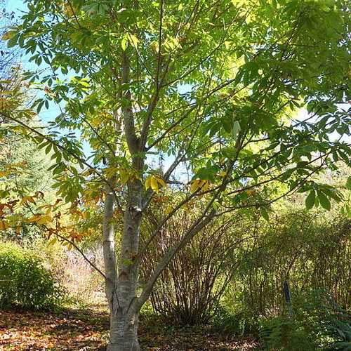Aesculus Indica - Indian Horse Chestnut - Future Forests