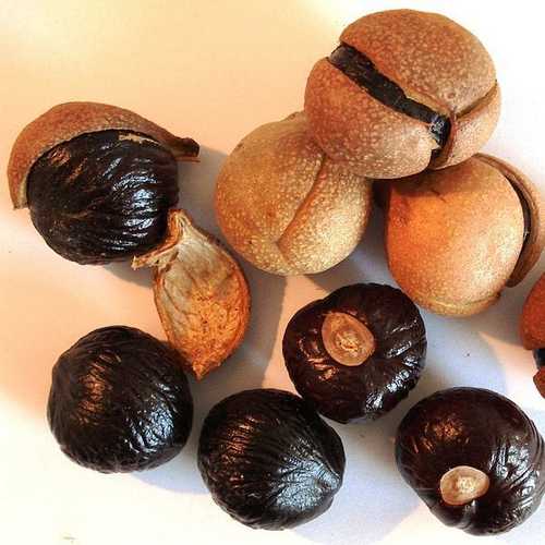 Aesculus Indica - Indian Horse Chestnut - Future Forests