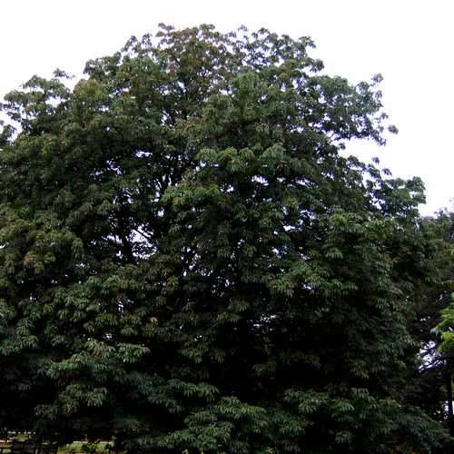 Aesculus Indica - Indian Horse Chestnut - Future Forests