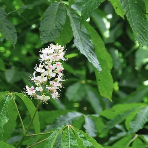 Aesculus Indica - Indian Horse Chestnut - Future Forests