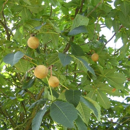 Aesculus x carnea Briotii - Future Forests