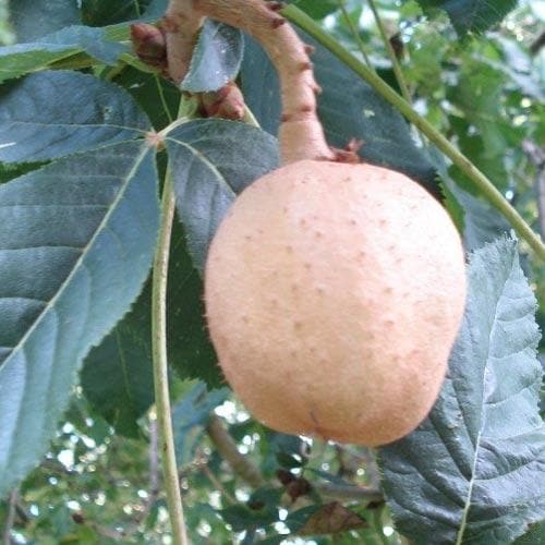 Aesculus x carnea Briotii - Future Forests
