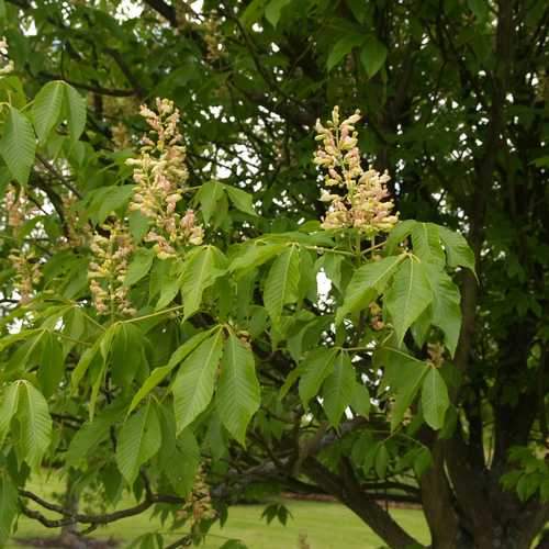 Aesculus x arnoldiana - Future Forests