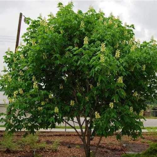 Aesculus x arnoldiana - Future Forests