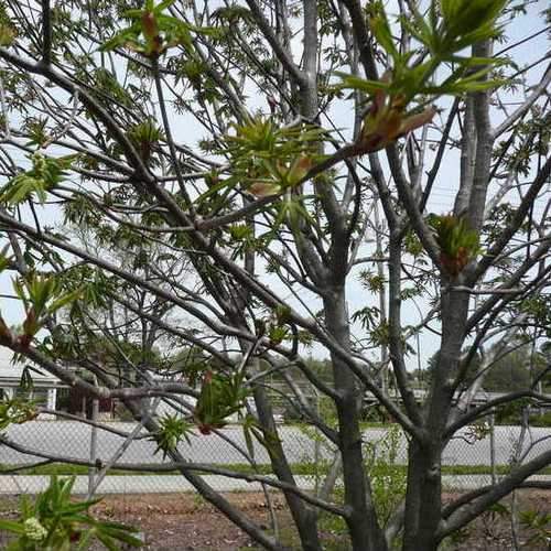 Aesculus x arnoldiana - Future Forests
