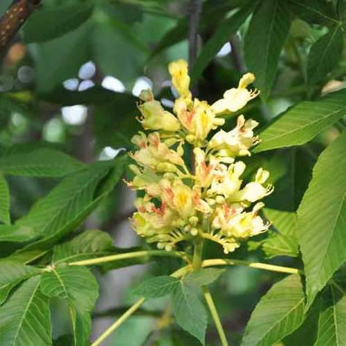 Aesculus x arnoldiana - Future Forests