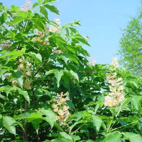 Aesculus x arnoldiana - Future Forests