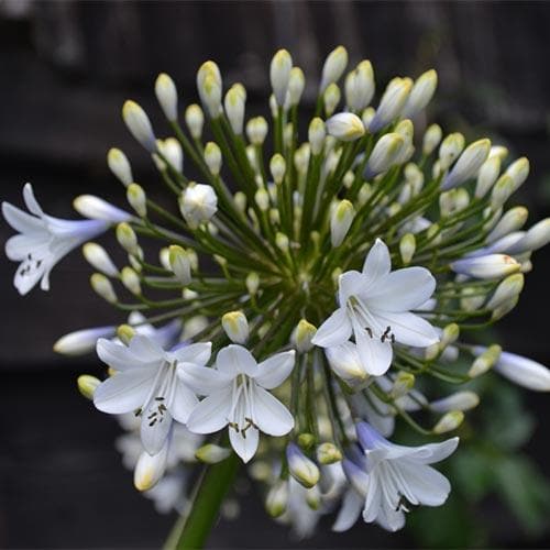 Agapanthus Enigma