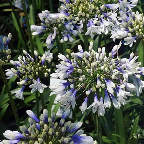 Agapanthus Twister