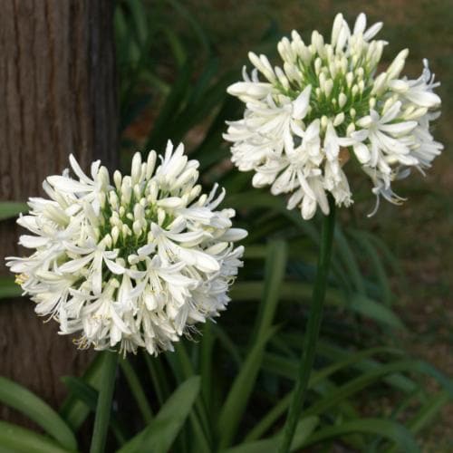 Agapanthus umbullatus Albus