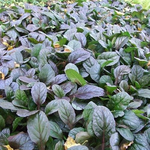 Ajuga reptans Evening Glow