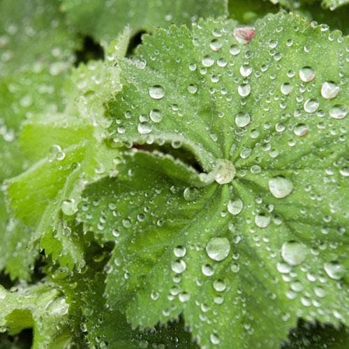 Alchemilla mollis - Future Forests