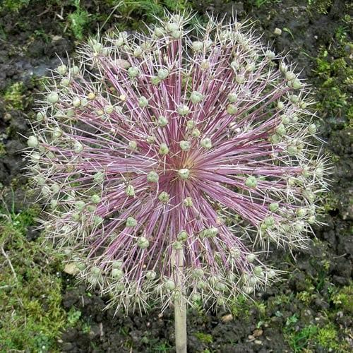 Allium Christophii - Future Forests