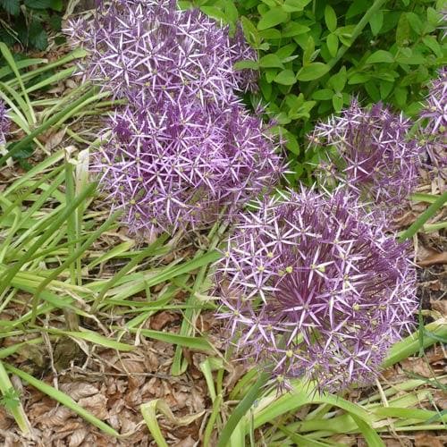 Allium Christophii - Future Forests