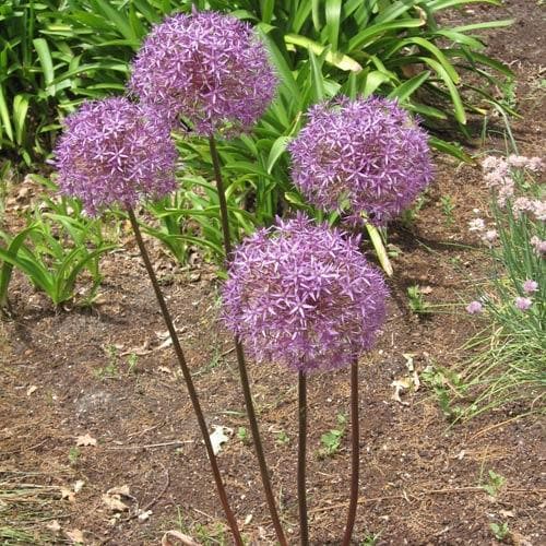 Allium Christophii - Future Forests