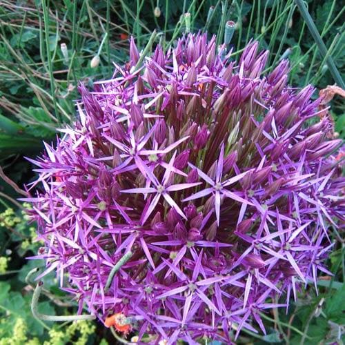 Allium Christophii - Future Forests
