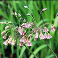 Nectaroscordum - Allium siculum