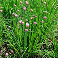 Chives - Future Forests