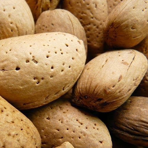 Almond Robijn - Prunus dulcis Robijn - Future Forests