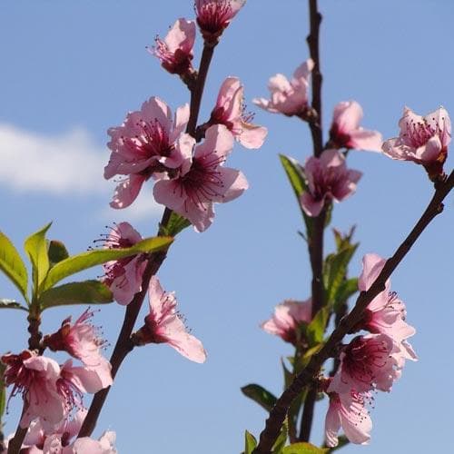 Almond Robijn - Prunus dulcis Robijn - Future Forests