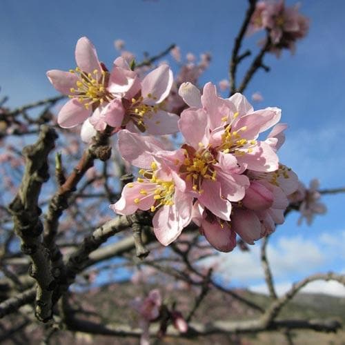 Almond Robijn - Prunus dulcis Robijn - Future Forests