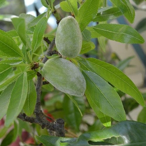 Almond Robijn - Prunus dulcis Robijn - Future Forests