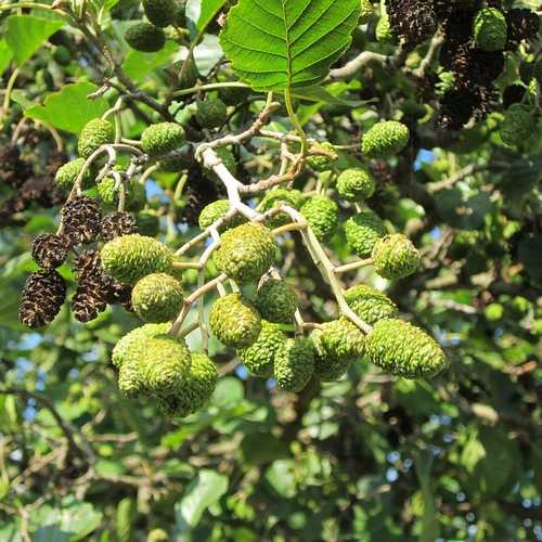 Alnus glutinosa - Common Alder - Future Forests