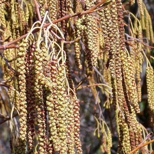 Alnus glutinosa - Common Alder - Future Forests
