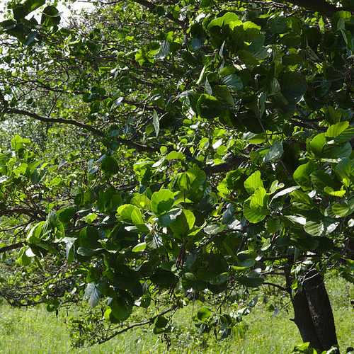 Alnus glutinosa - Common Alder - Future Forests