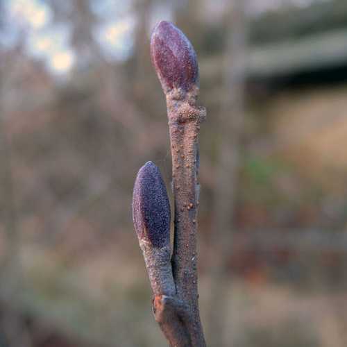 Alnus glutinosa - Common Alder - Future Forests