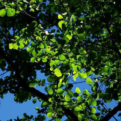 Alnus glutinosa - Common Alder - Future Forests