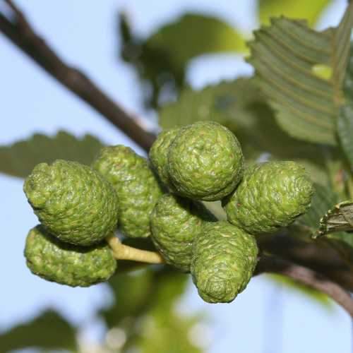 Alnus rubra - Red Alder - Future Forests