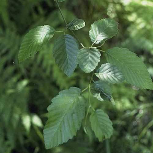 Alnus rubra - Red Alder - Future Forests