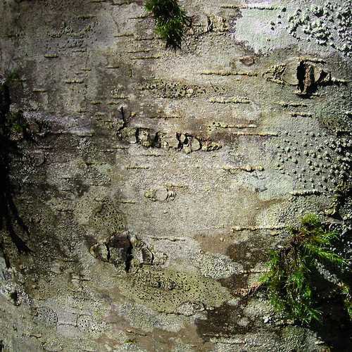 Alnus rubra - Red Alder - Future Forests