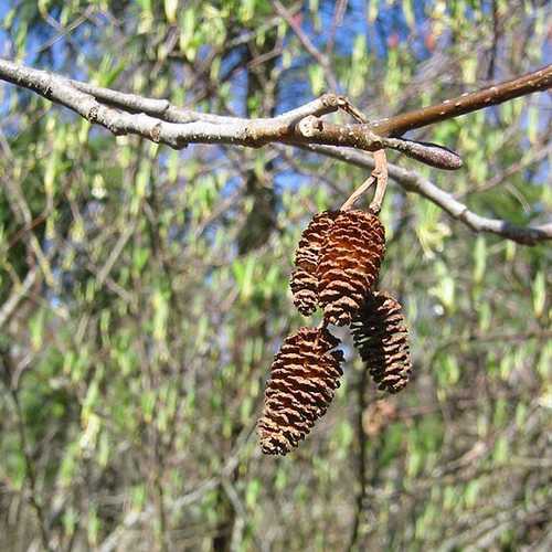 Alnus rubra - Red Alder - Future Forests