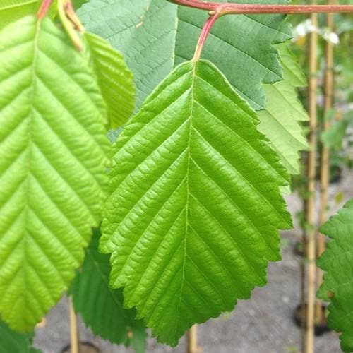 Alnus rubra - Red Alder - Future Forests