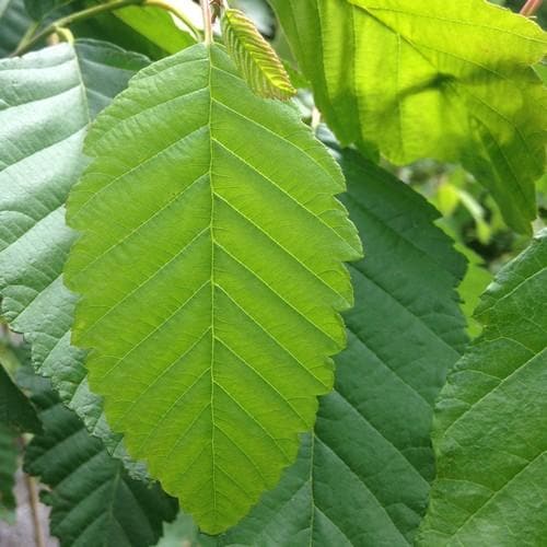 Alnus rubra - Red Alder - Future Forests