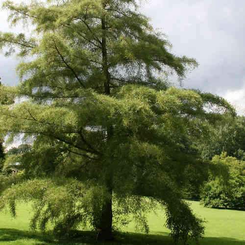 Alnus glutinosa Imperialis