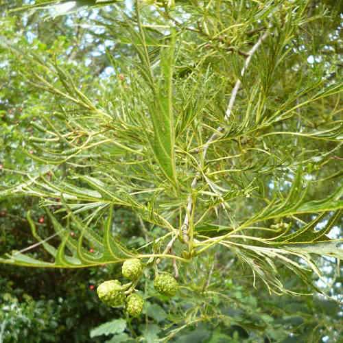 Alnus glutinosa Imperialis