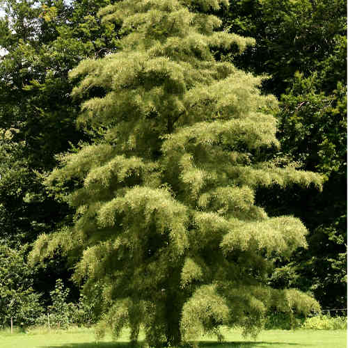 Alnus glutinosa Imperialis